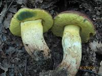 Boletus appendiculatus image