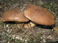 Boletus fragrans image