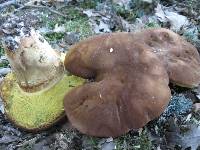 Boletus fragrans image