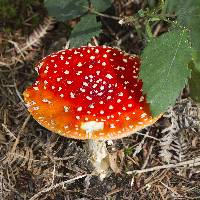 Amanita oblogospora image