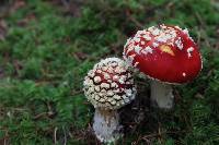 Amanita oblogospora image