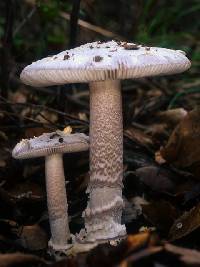 Amanita oblogospora image