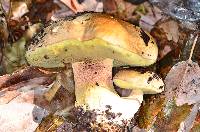 Boletus appendiculatus image