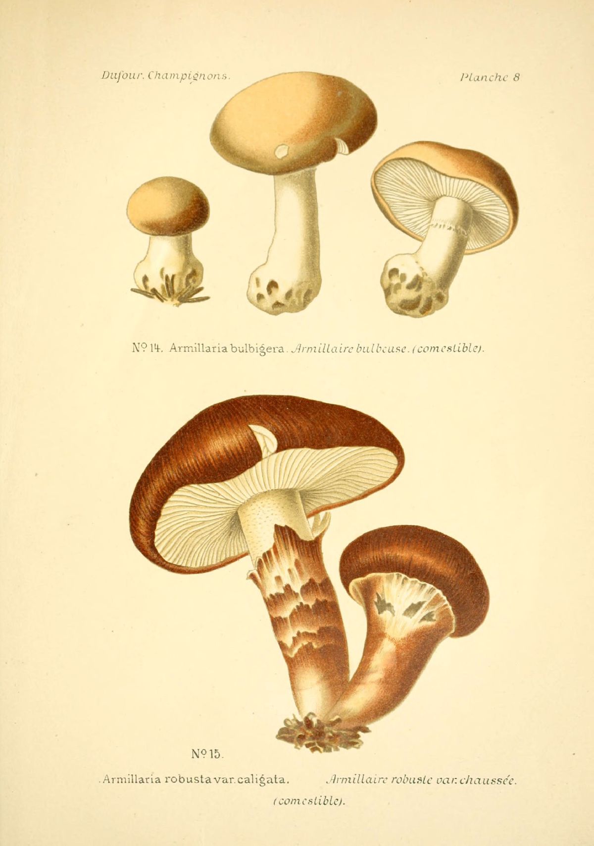 Leucocortinarius bulbiger image