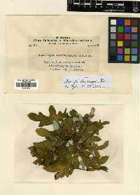 Ascochyta yuccaefoliae image