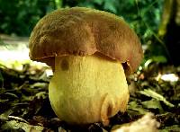 Boletus appendiculatus image