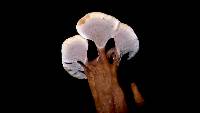 Amauroderma rudis image