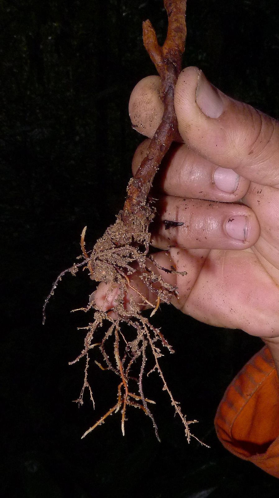 Amauroderma image