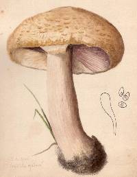 Agaricus croceo-caeruleus image