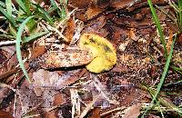 Boletus rubricitrinus image