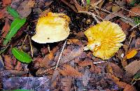 Lactarius hygrophoroides image