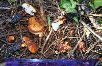 Ganoderma curtisii image