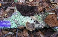 Hexagonia hydnoides image