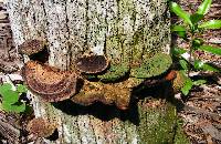 Ganoderma zonatum image