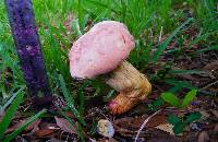 Boletus rubricitrinus image