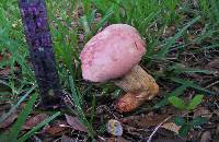 Boletus rubricitrinus image