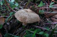 Boletus truncatus image