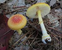 Image of Amanita frostiana