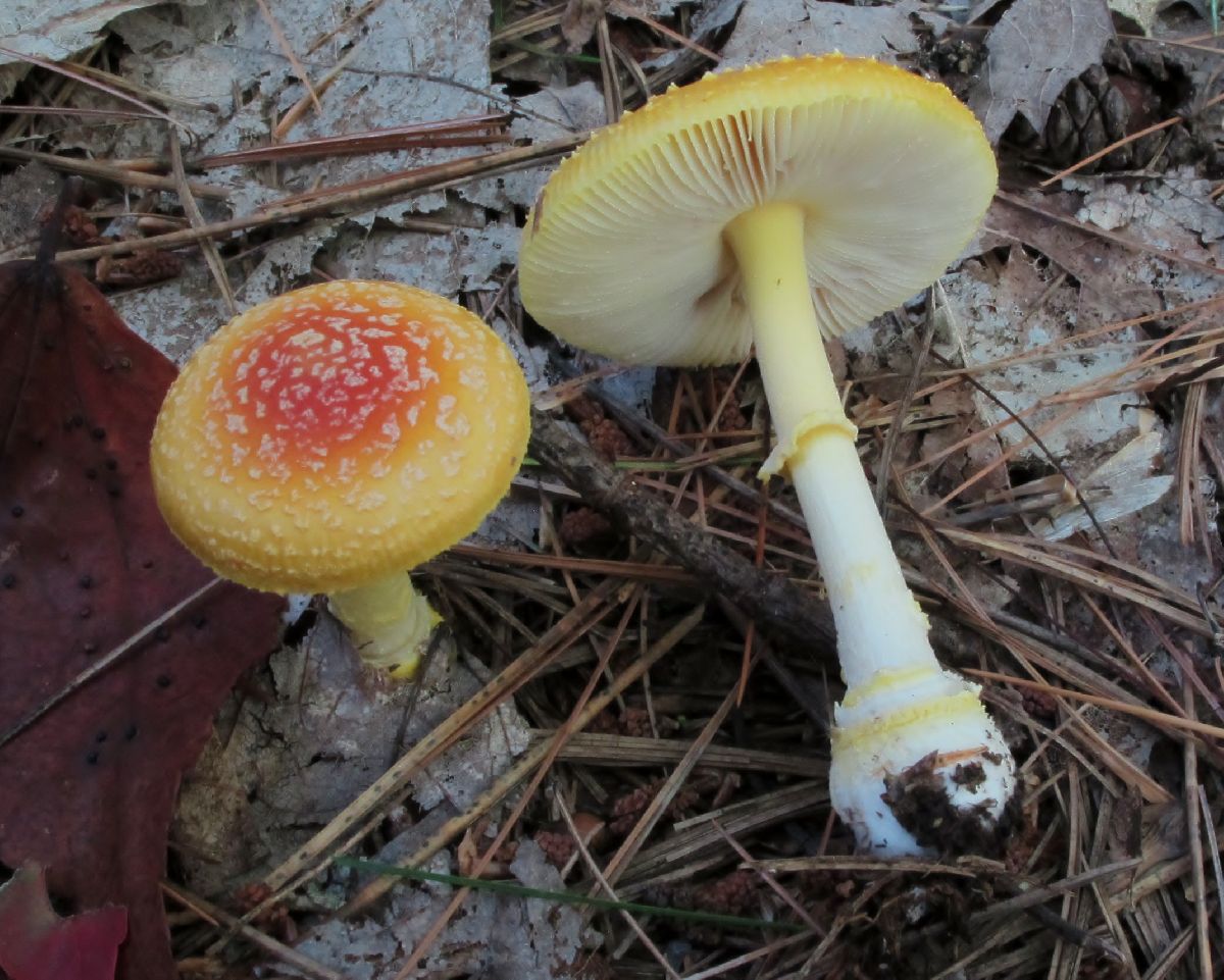 Amanita frostiana image