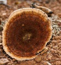 Amauroderma rudis image