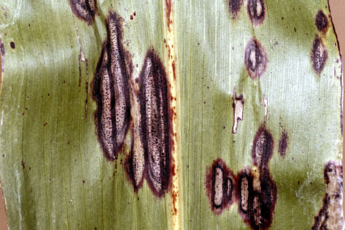 Ascochyta sorghi image