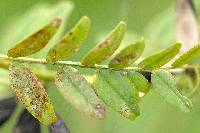 Septoria viciae image