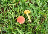 Boletus campestris image