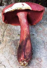 Image of Boletus carminiporus