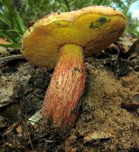 Boletus floridanus image