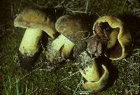 Image of Boletus subgraveolens