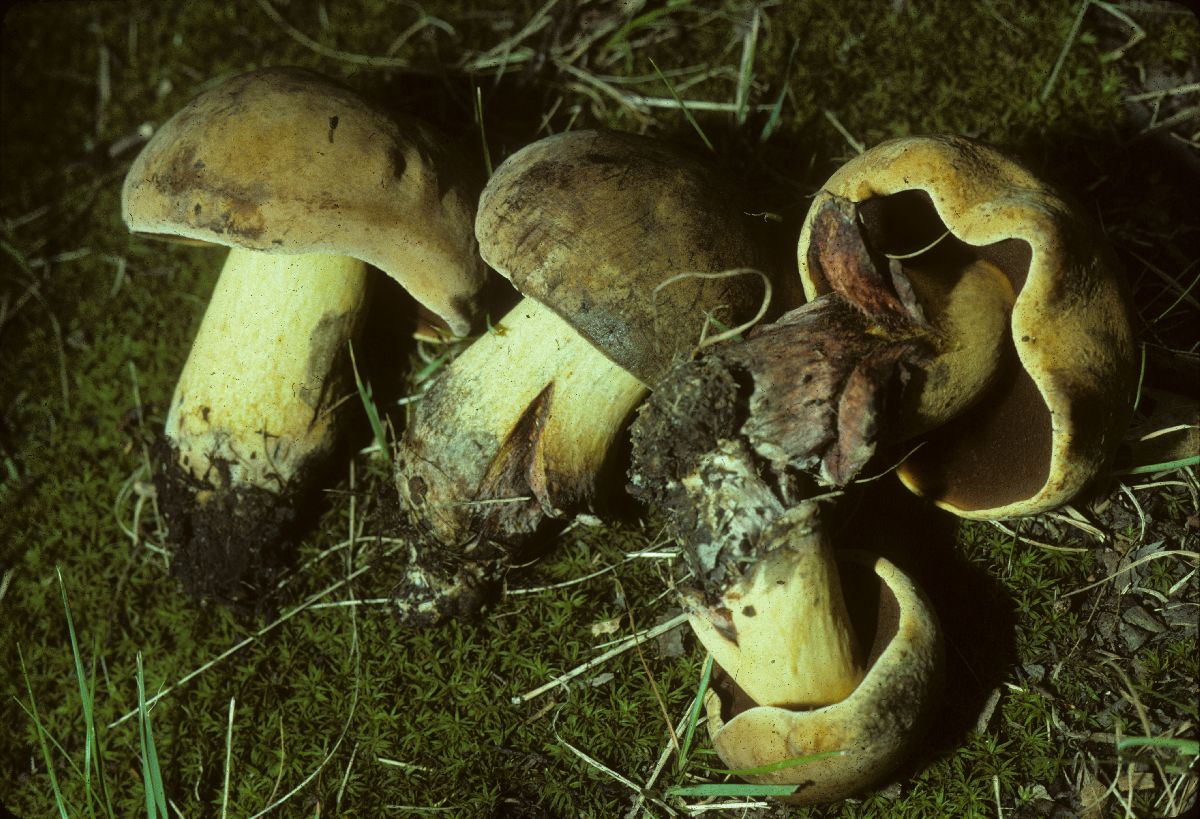 Boletus subgraveolens image