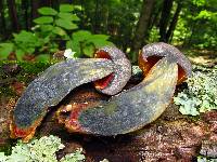 Boletus subluridellus image