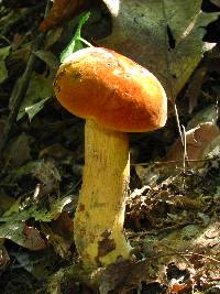 Boletus subluridellus image