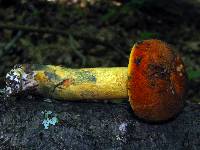 Boletus subluridellus image