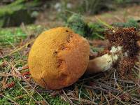 Buchwaldoboletus lignicola image