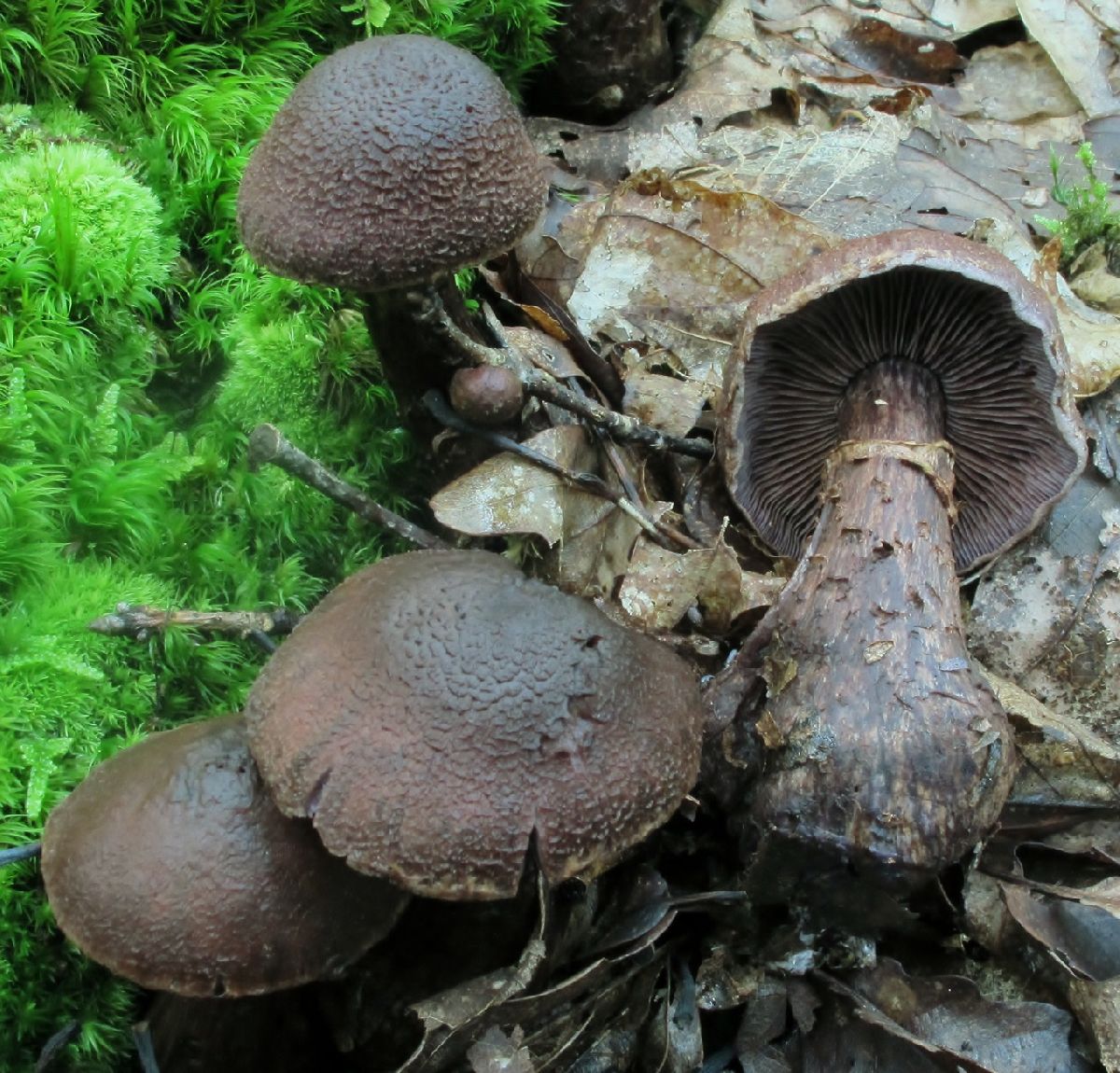 Cortinarius squamulosus image