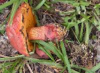 Boletus floridanus image