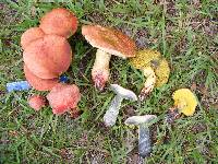 Boletus rubricitrinus image