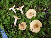 Russula amoenolens image