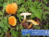 Gyroporus castaneus image