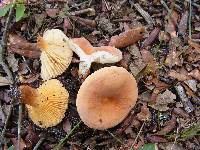 Lactarius hygrophoroides image