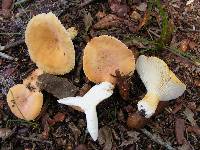 Lactarius hygrophoroides image