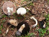 Agaricus pocillator image