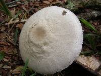 Agaricus pocillator image