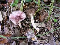 Agaricus rhoadsii image