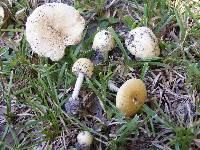 Amanita phalloides image