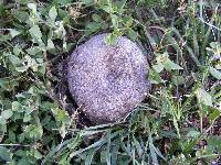 Calvatia bicolor image