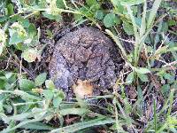 Calvatia bicolor image