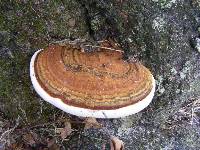 Ganoderma lobatum image