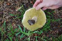 Boletus pallidus image